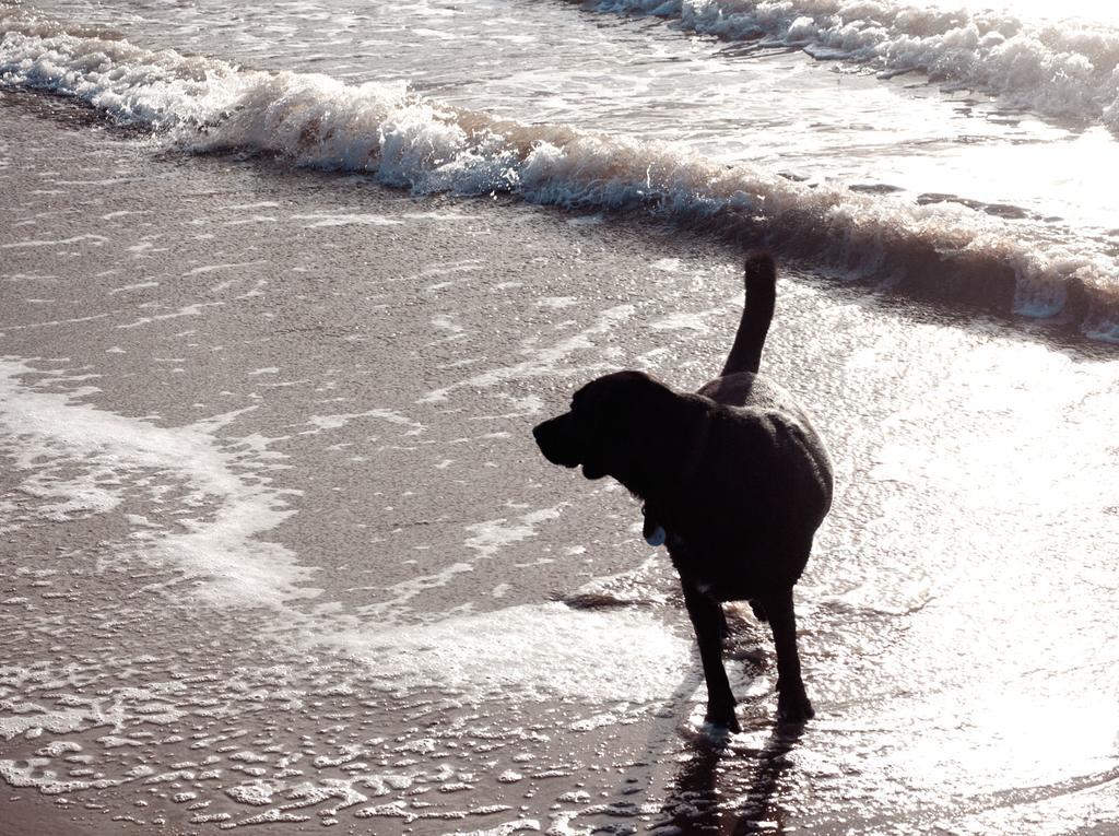 Willa Hof Aan Zee Dishoek Zewnętrze zdjęcie